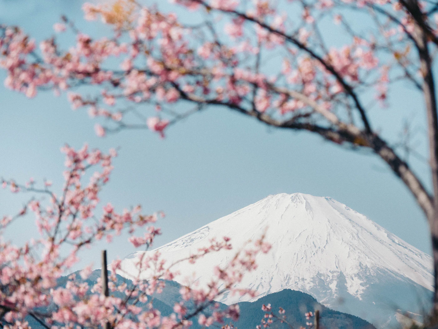 Monte Fuji nevado con cerezos en flor