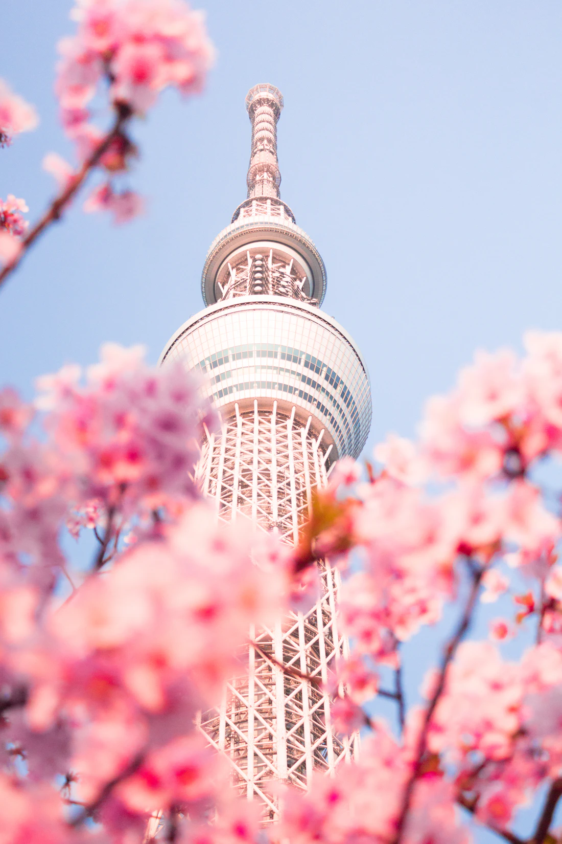 Tokyo Skytree entre cerezos en flor