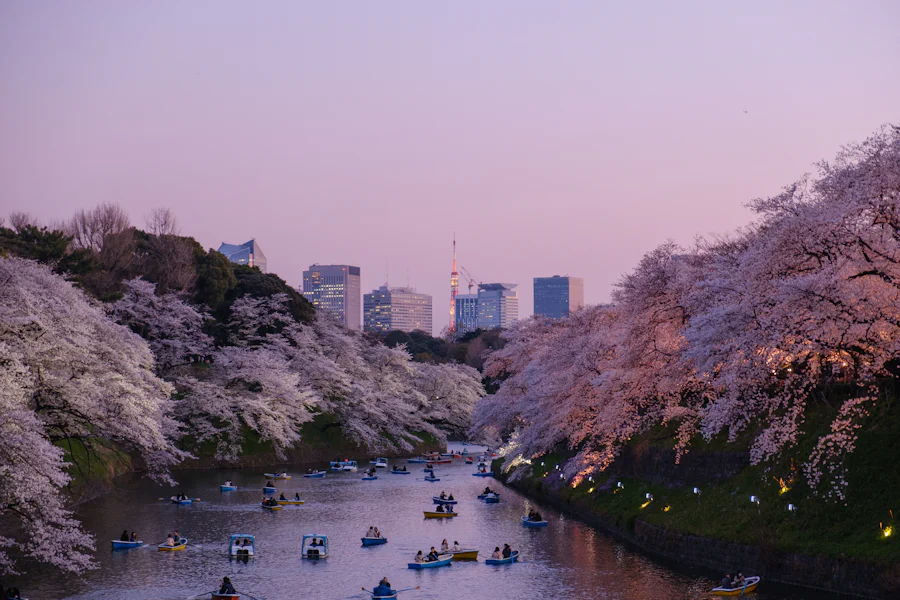 Barcos en un río rodeado de cerezos al atardecer